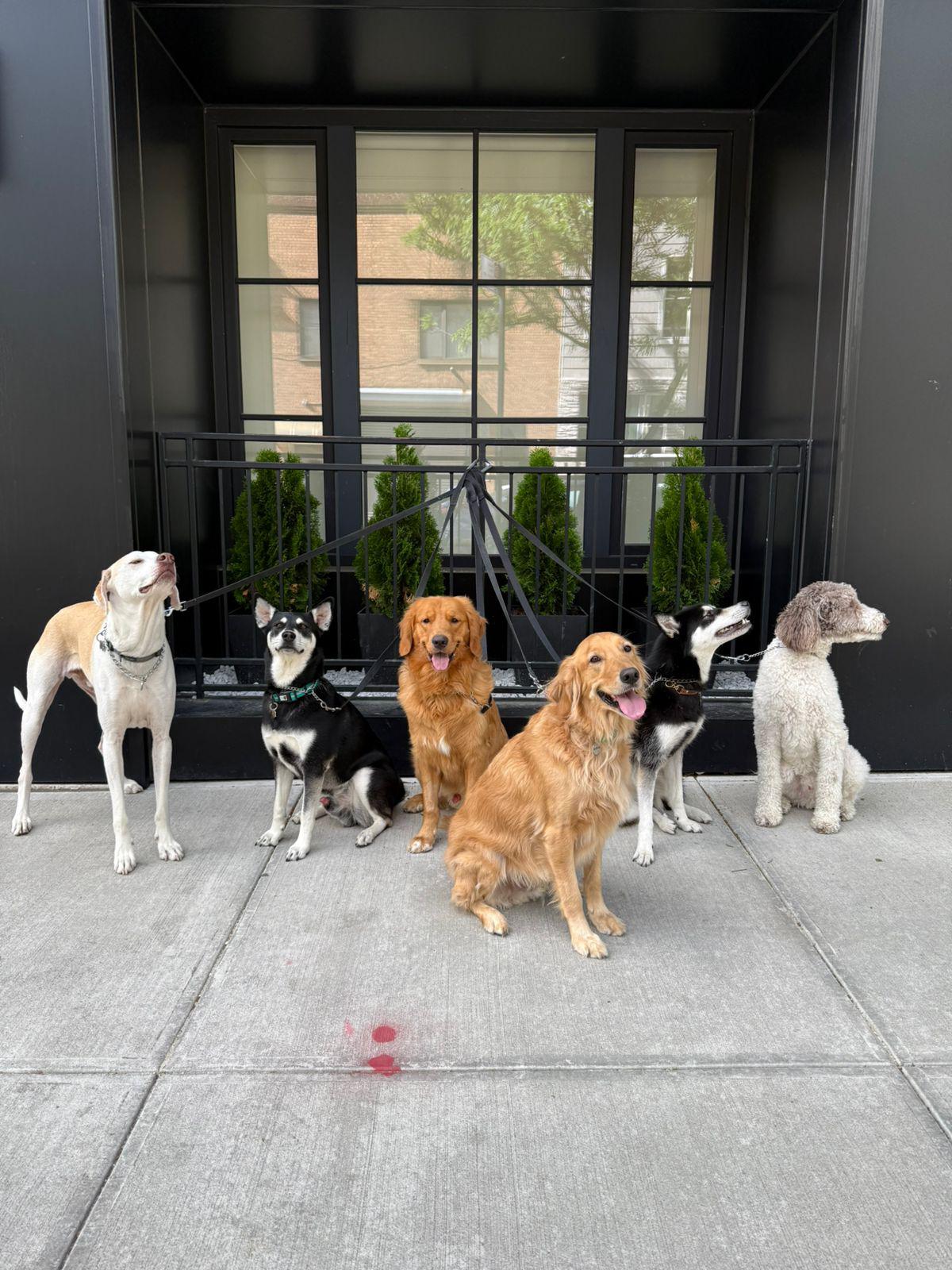 Fido Playhouse — PHOTO-2025-05-22-12-46-43 2